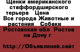 Щенки американского стаффордширского терьера › Цена ­ 20 000 - Все города Животные и растения » Собаки   . Ростовская обл.,Ростов-на-Дону г.